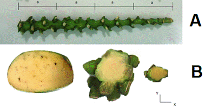 Figure 3 feita.png